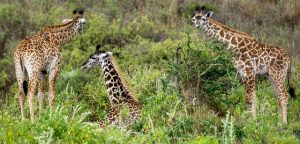 Waarom een Tanzania Safari bovenaan jouw bucketlist hoort